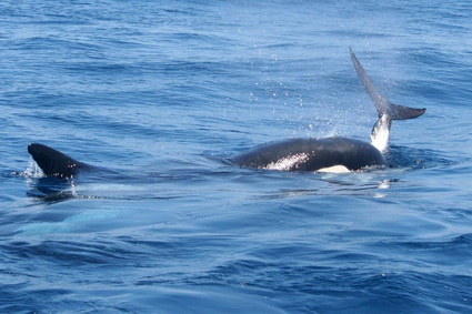 Resultado de imagen de fotos de orcas en el estrecho